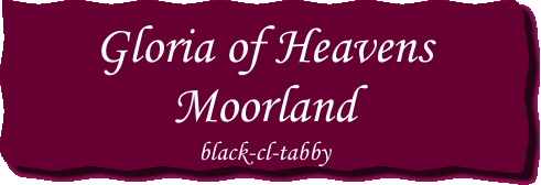 Gloria of Heavens Moorland