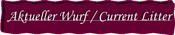Aktueller Wurf  / Current